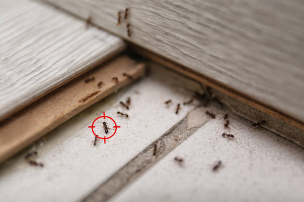 Pest Prevention Services in Caddo, OK