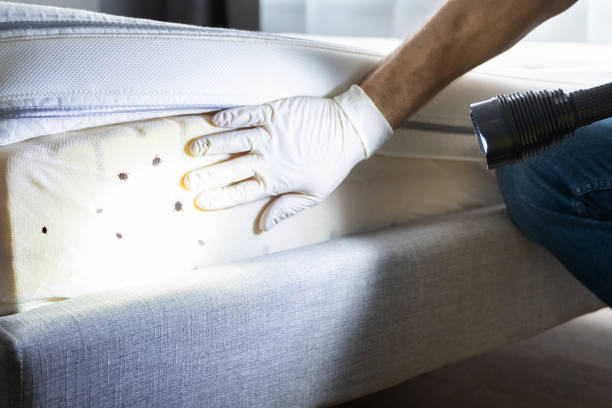 Best Mosquito Control Services  in Caddo, OK