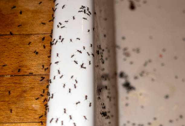 Best Exterminator Services  in Caddo, OK