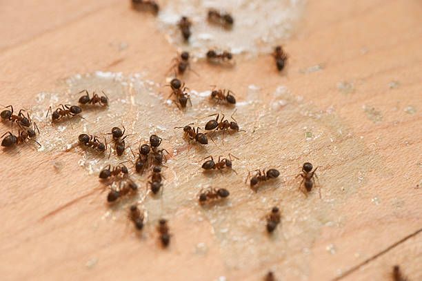 Best Exterminator Services  in Caddo, OK